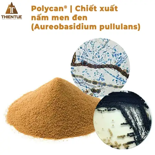 polycan-chiet-xuat-nam-men-den-aureobasidium-pullulans