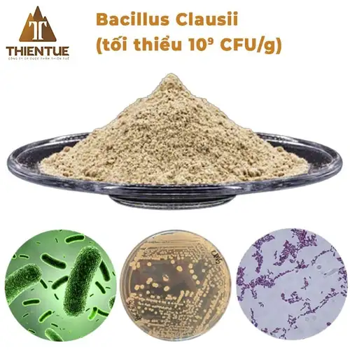 bacillus-clausii