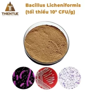 bacillus-licheniformis
