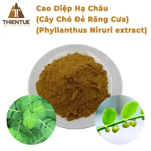 cao-diep-ha-chau-cay-cho-de-rang-cua-phyllanthus-niruri-extract-thien-tue