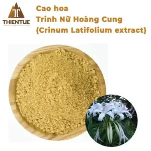 cao-hoa-trinh-nu-hoang-cung-crinum-latifolium-extract