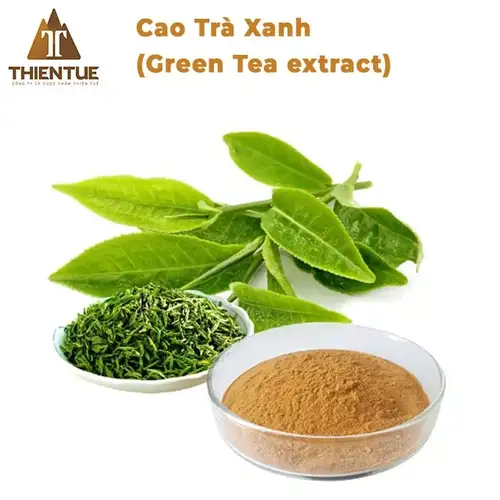 cao-tra-xanh-green-tea-extract
