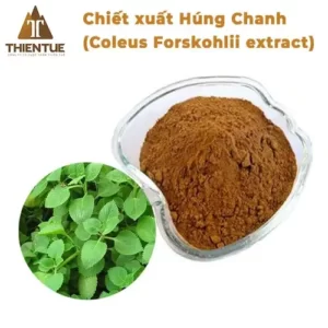 chiet-xuat-hung-chanh-coleus-forskohli-extract