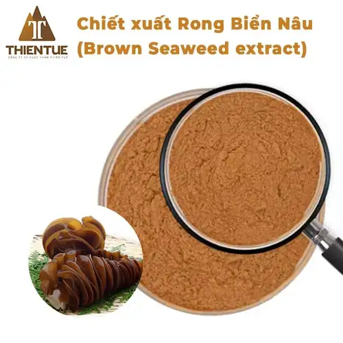 chiet-xuat-rong-bien-nau-brown-seaweed-extract