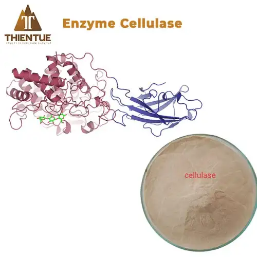 enzyme-cellulase