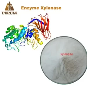enzyme-xylanase