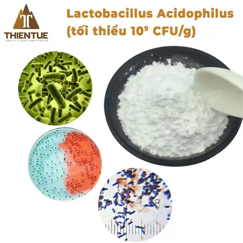 lactobacillus-acidophilus
