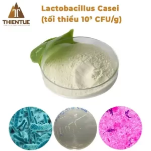 lactobacillus-casei