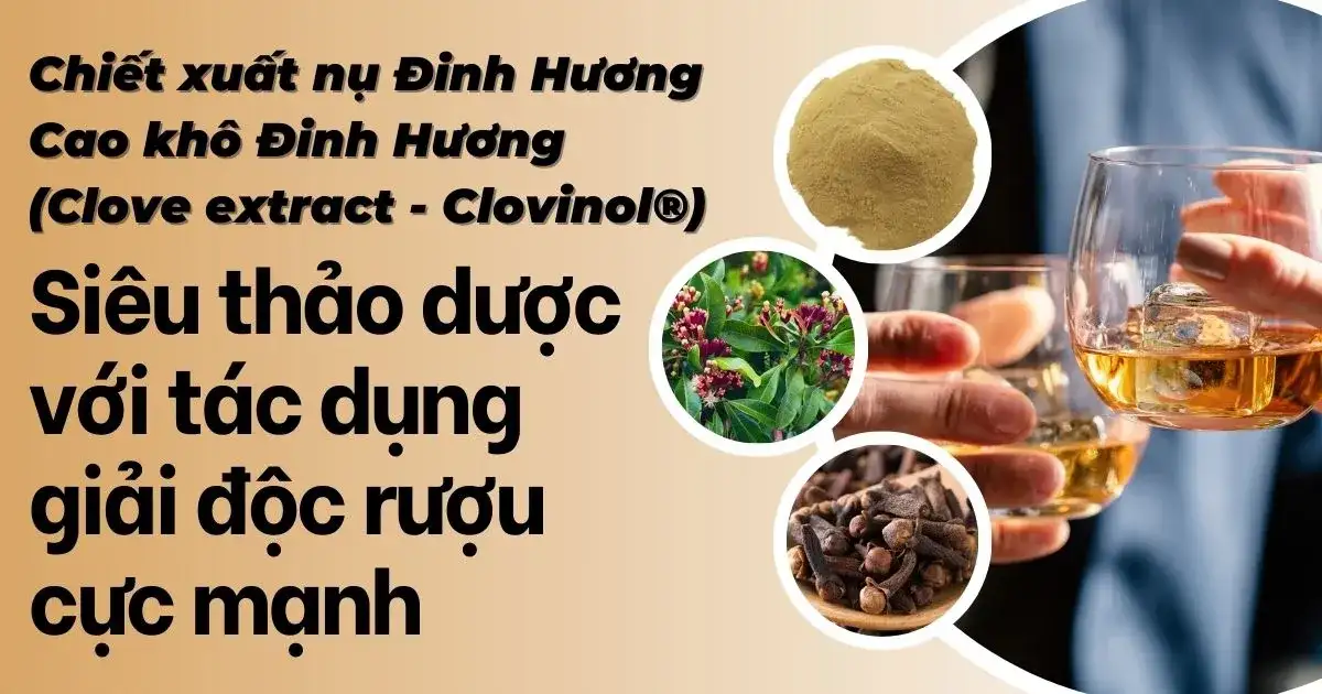 cong-dung-giai-doc-ruou-cua-chiet-xuat-nu-dinh-huong-clove-extract-clovinol